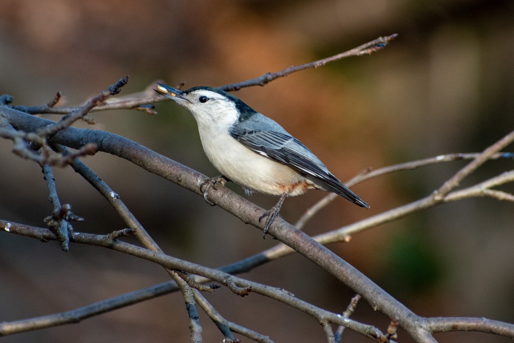 \"White-breasted